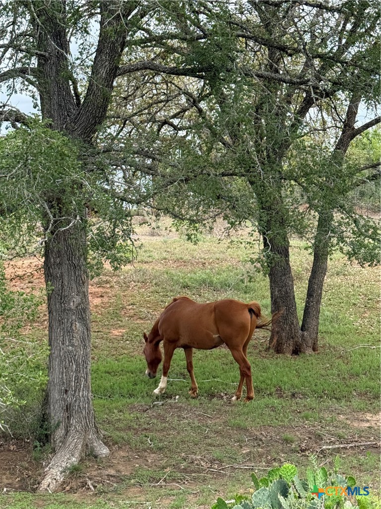 950 Highsmith Road Luling, TX 78648 - Photo 27 of 36 a view of yard with large tree and wooden fence