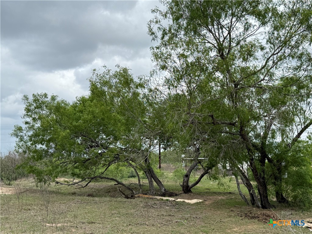 950 Highsmith Road Luling, TX 78648 - Photo 29 of 36 a picture of tree