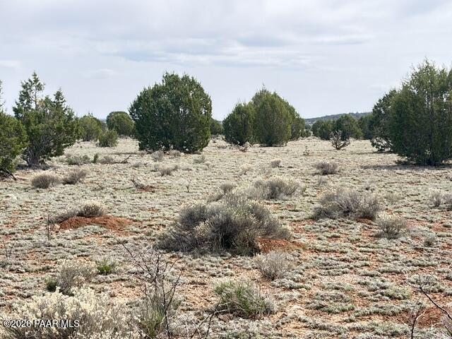 595 Ravens Rest Seligman, AZ 86337 - Photo 18 of 22 a view of a dry yard with trees