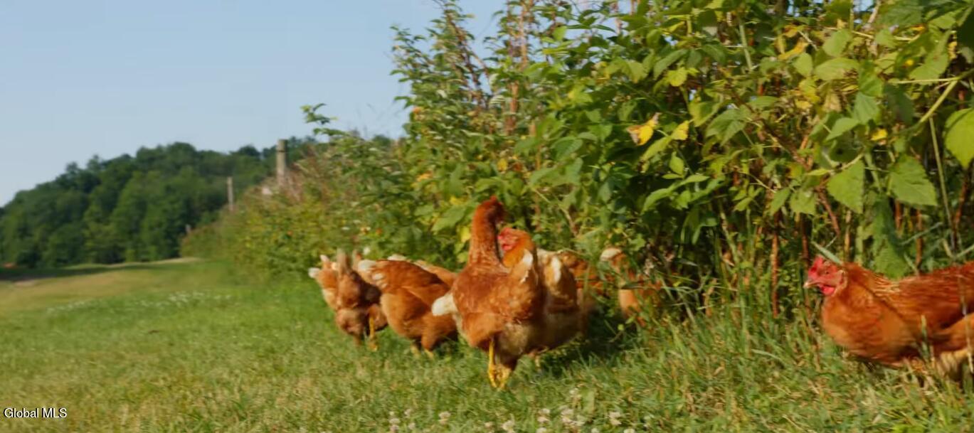 1483 County Rte 49 Argyle, NY 12809 - Photo 11 of 31 chickens