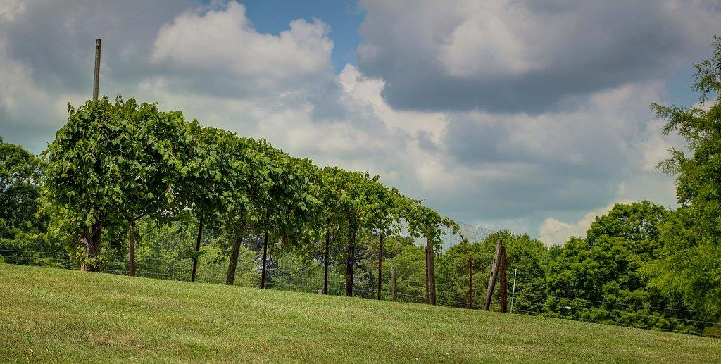 295 Harry Hall Road Fairview, TN 37062 - Photo 28 of 30 Gallery Image 28