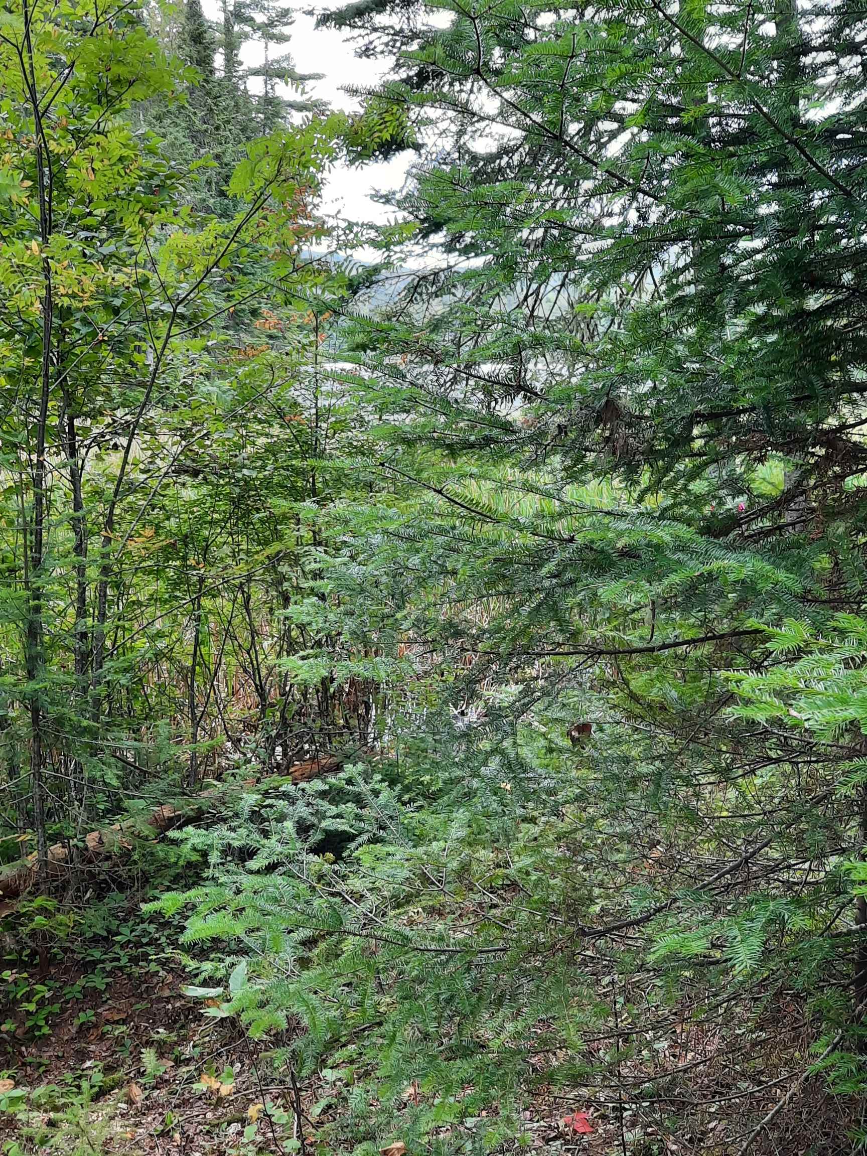 Stump Road Errol, NH 03579 - Photo 14 of 24 Gallery Image 14