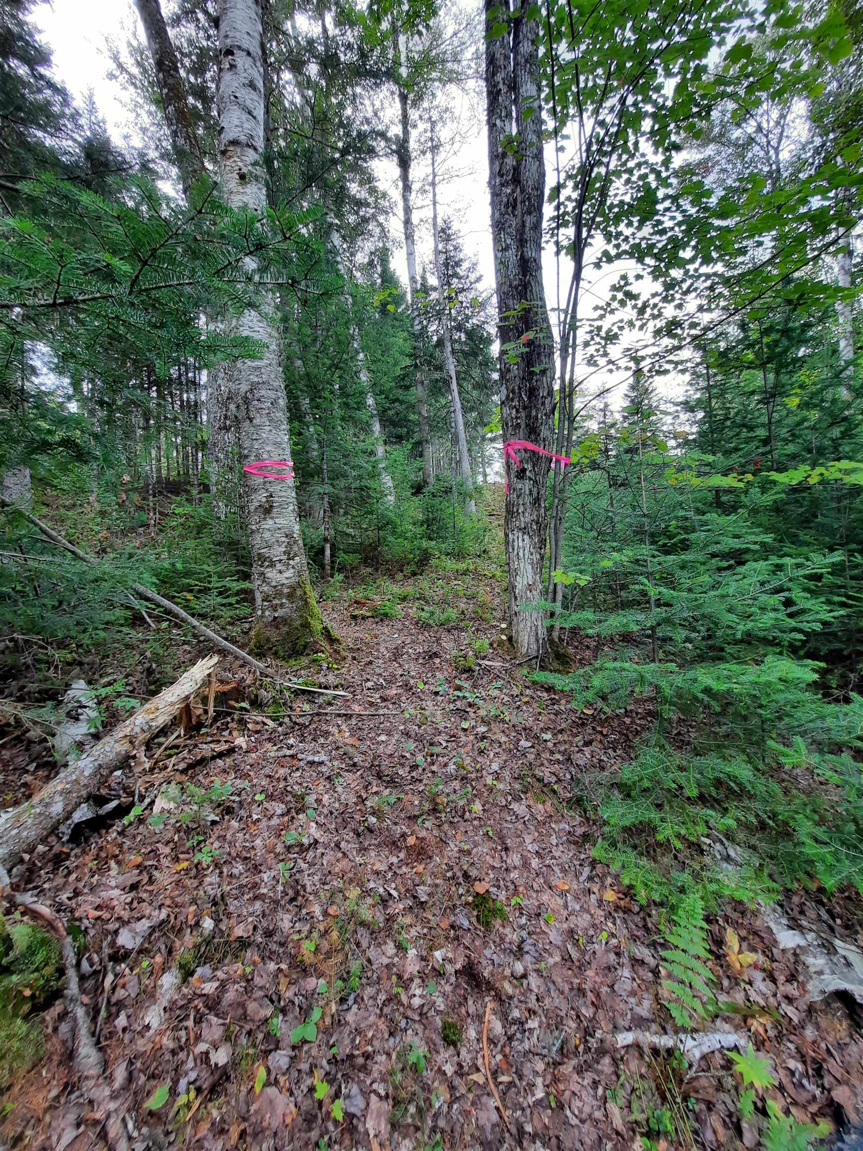 Stump Road Errol, NH 03579 - Photo 16 of 24 Gallery Image 16