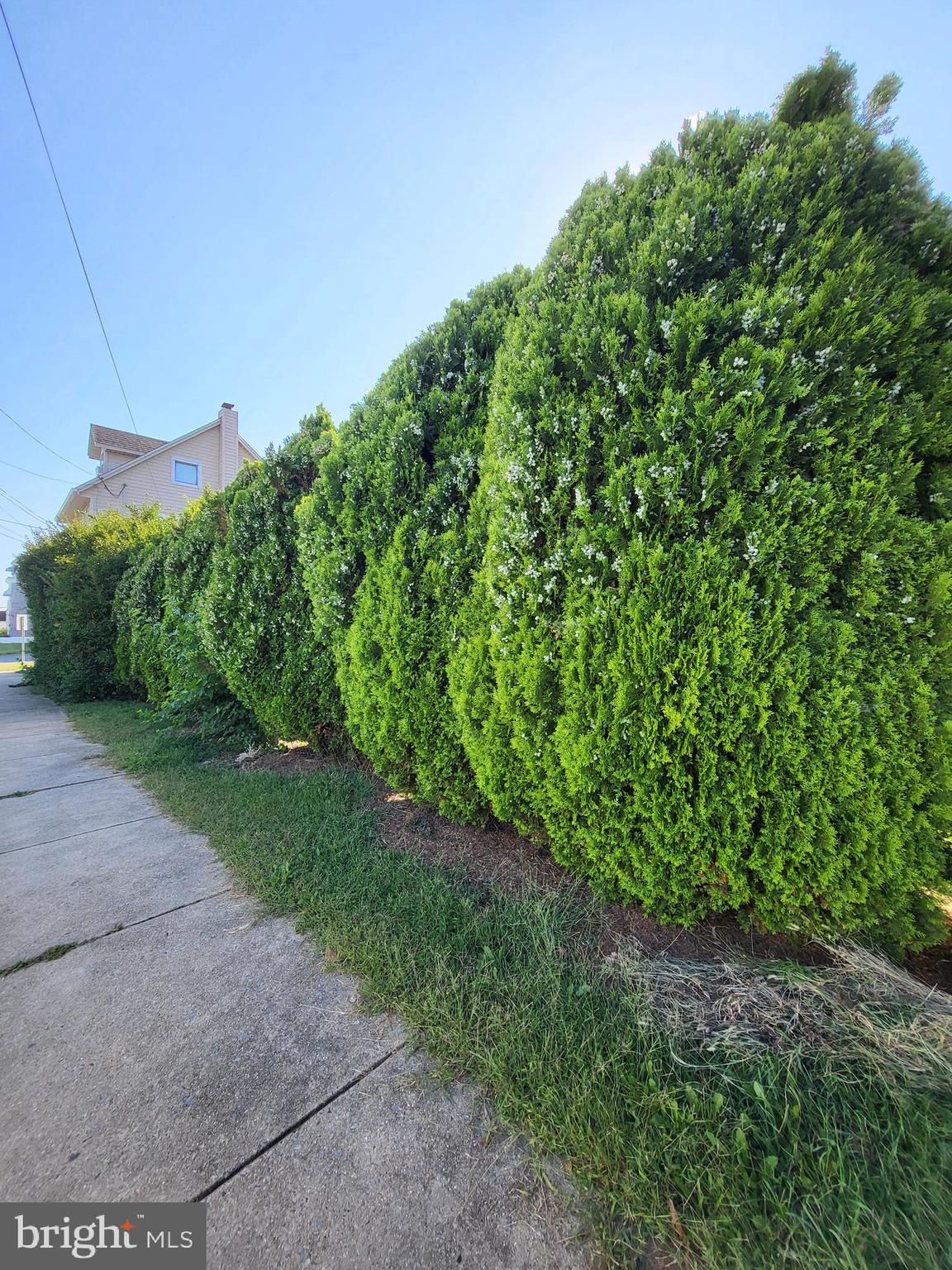 402 Morgantown Road Reading, PA 19611 - Photo 4 of 47 a view of a yard with plants and a trees
