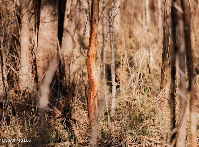 2 Highway 25 Fulton, MS 38843 - Photo 3 of 41 7