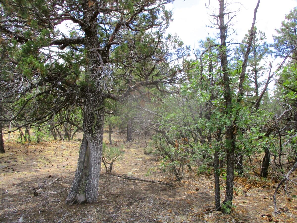 157 Forest Road Ramah, NM 87321 - Photo 41 of 71 Gallery Image 41