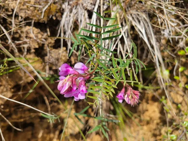 a green field with lots of trees in the background