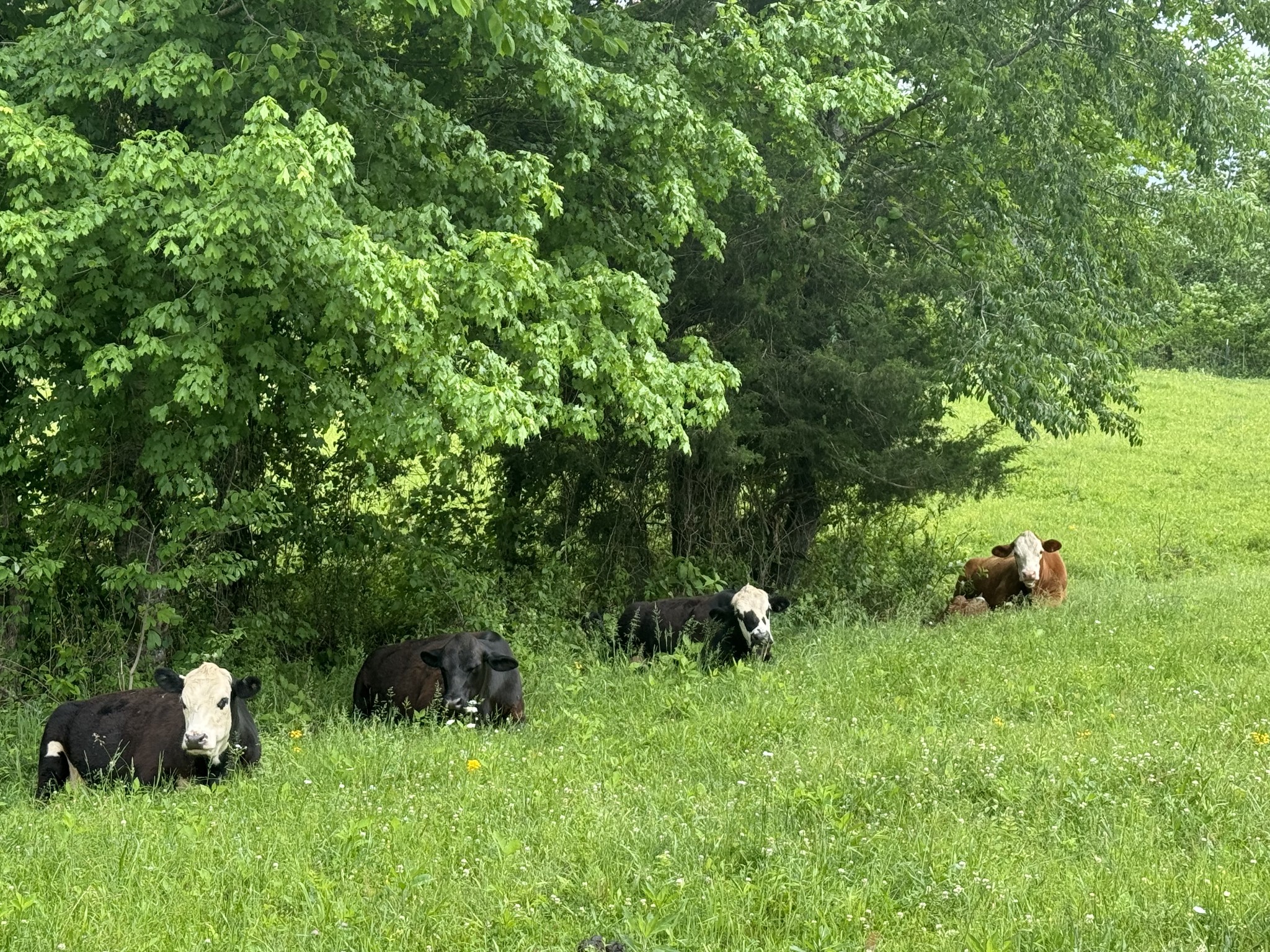 4035 Fortyeight Creek Road Waynesboro, TN 38485 - Photo 21 of 36