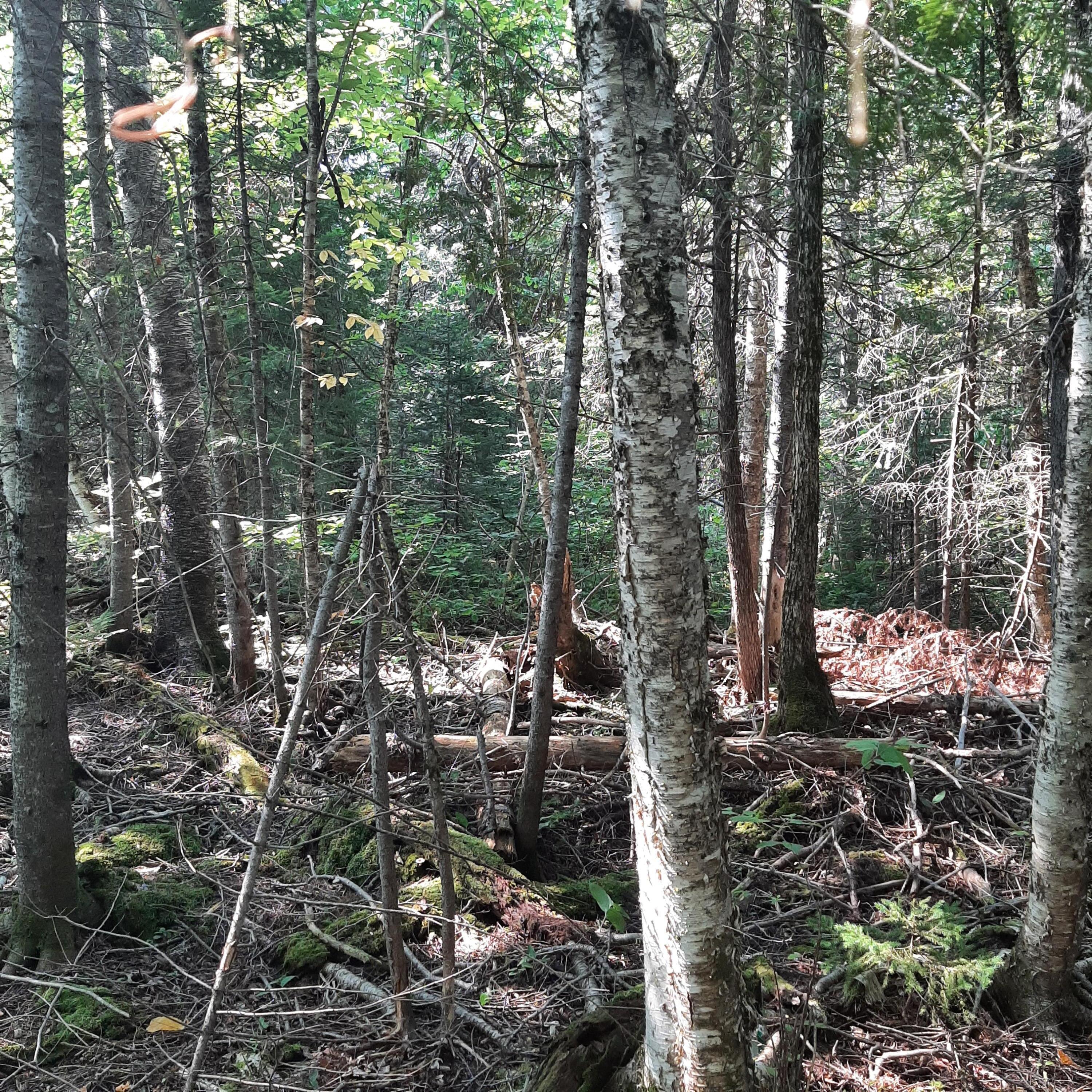 10-11 Grindstone Road Stacyville, ME 04777 - Photo 2 of 7 20220909_142822