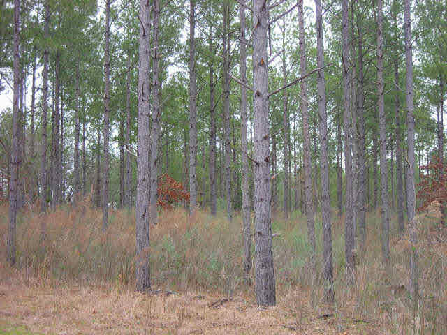 0 Coxburg Road Lexington, MS 39095 - Photo 1 of 1 Photo 1