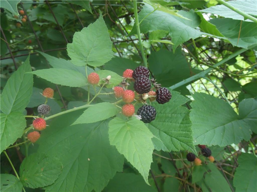 21 Tuttle Road Cornville, ME 04976 - Photo 25 of 35 Berries!
