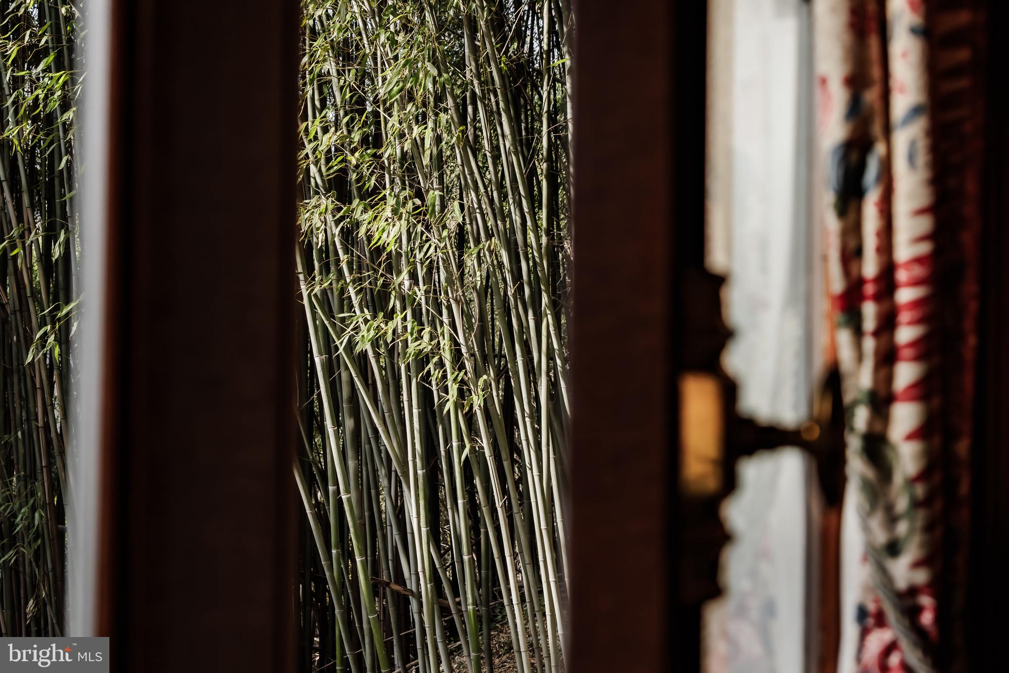 2740 Chain Bridge Road Northwest Washington, DC 20016 - Photo 20 of 50 a close up of a plant