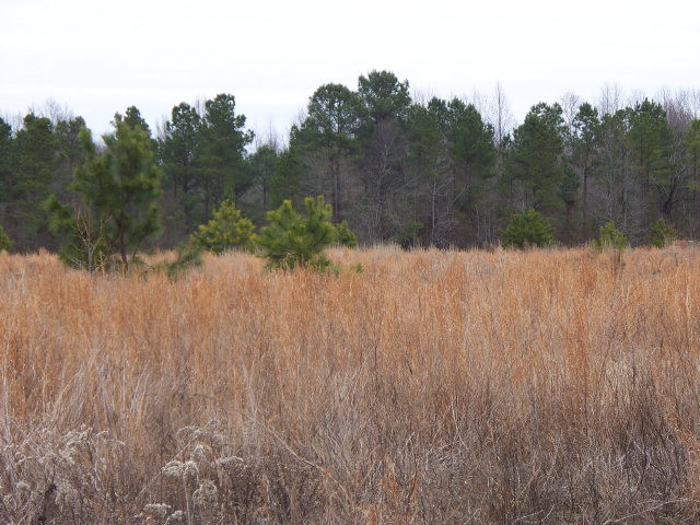0 Queen Chapel Road Sumter, SC 29153 - Photo 1 of 1