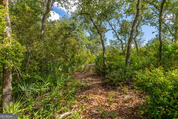 a view of a lush green forest with lots of trees
