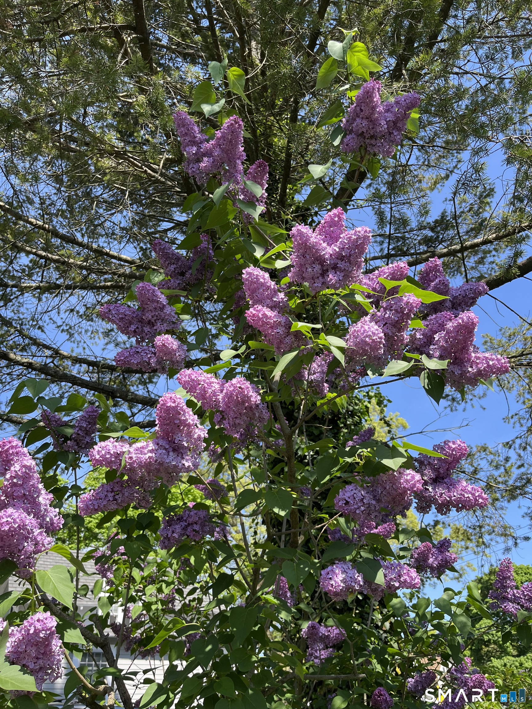 405 Fort Hale Road New Haven, CT 06512 - Photo 28 of 33 Gorgeous, fragrant Lilac tree (imported from France close to 50 years ago)