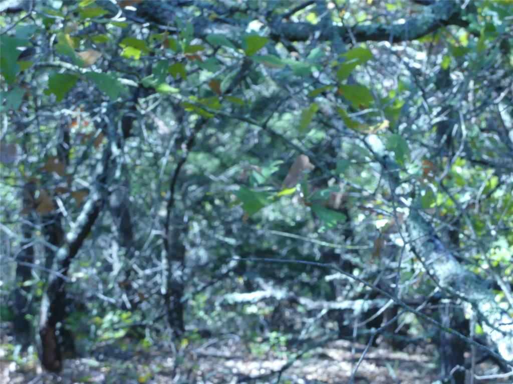1746 Dog Kennel Road Sunset, TX 76270 - Photo 19 of 29 View of local wilderness