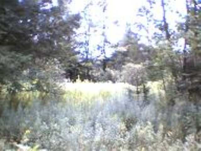 0 Bush Road Gilboa, NY 12076 - Photo 2 of 3 Photo 2