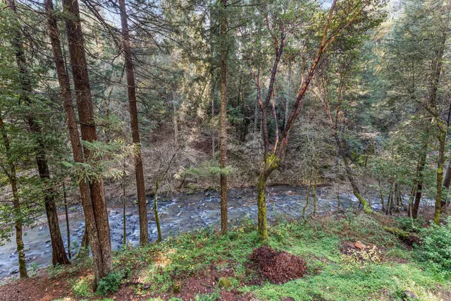 a view of a garden with a tree