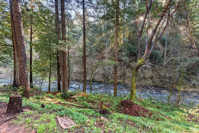 a view of a forest with trees
