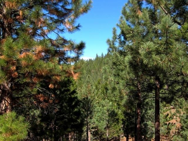 112 Cedar Ridge Road, Unit 2 Portola, CA 96122 - Photo 6 of 8