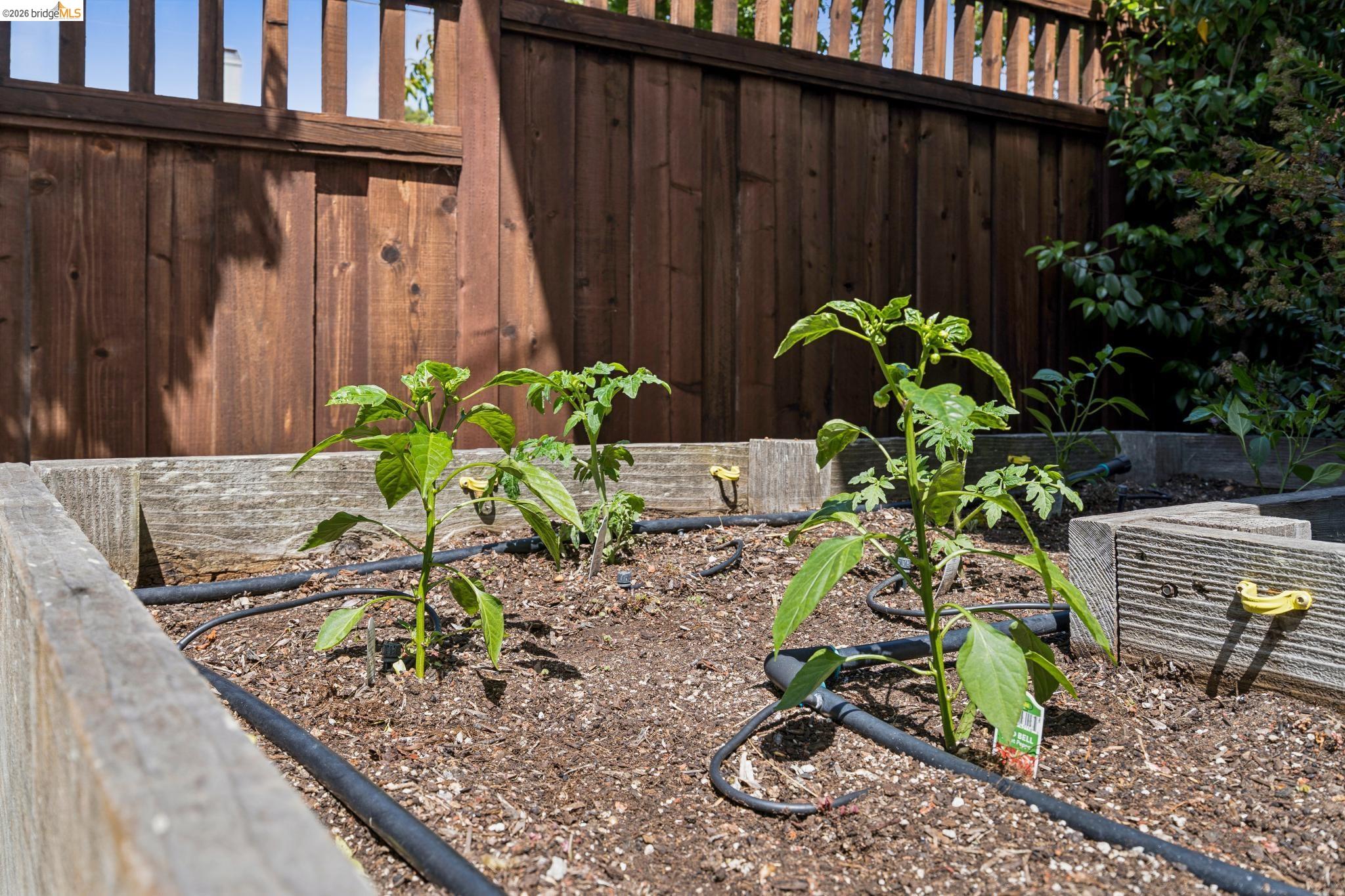 1701 Derby Street Berkeley, CA 94703 - Photo 36 of 39 Raised garden bed with wood construction and integrated drip irrigation system