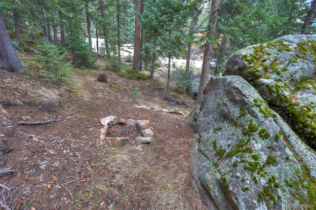 a view of a forest with trees in the background