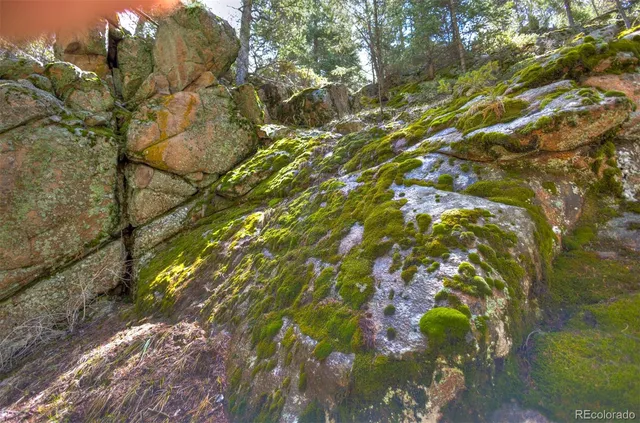 a view of a yard with plants and trees
