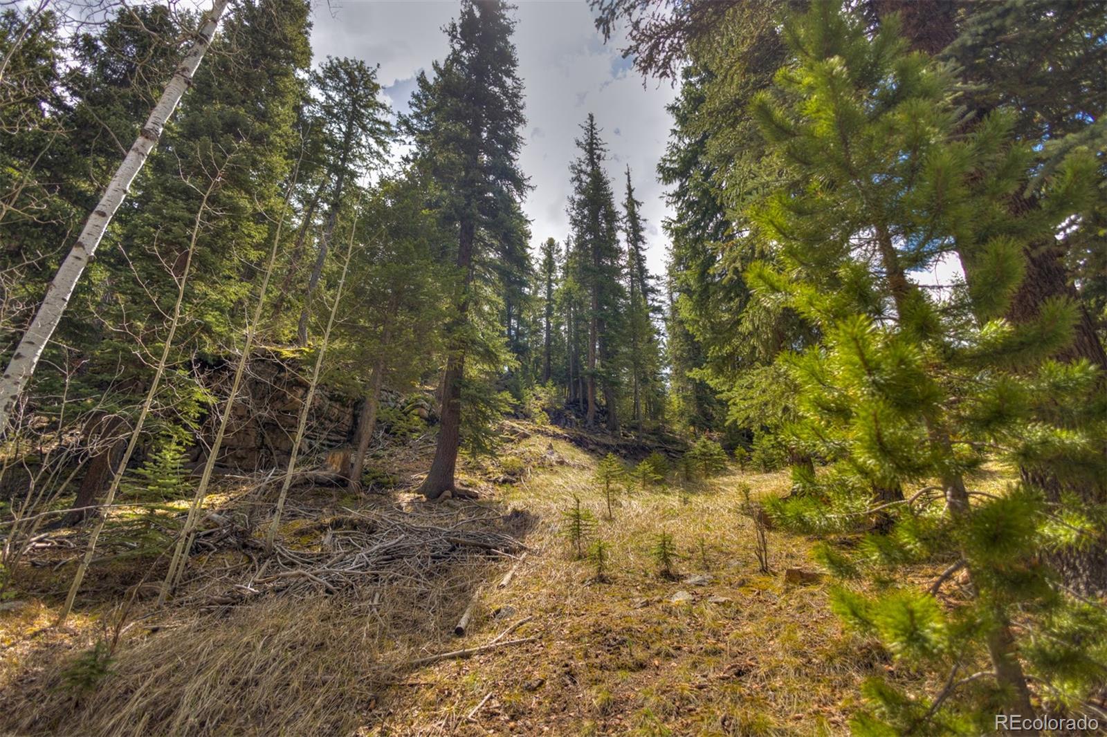 8116 South Brook Forest Road Evergreen, CO 80439 - Photo 7 of 18 a view of a yard with plants and trees