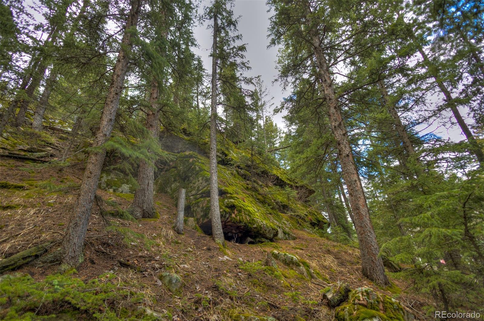 8116 South Brook Forest Road Evergreen, CO 80439 - Photo 10 of 18 a view of a forest with trees in the background