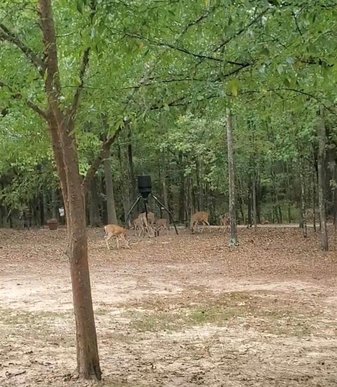 11090 Upper State Line Road Vivian, LA 71082 - Photo 39 of 40