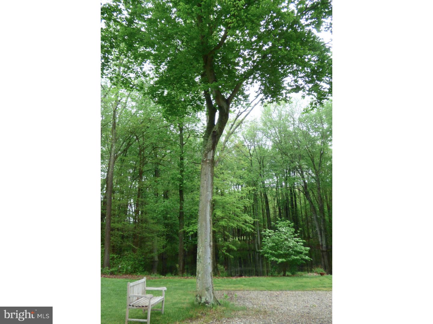 124 Alloway-Woodstown Road Alloway, NJ 08098 - Photo 10 of 25 a view of a yard in a forest