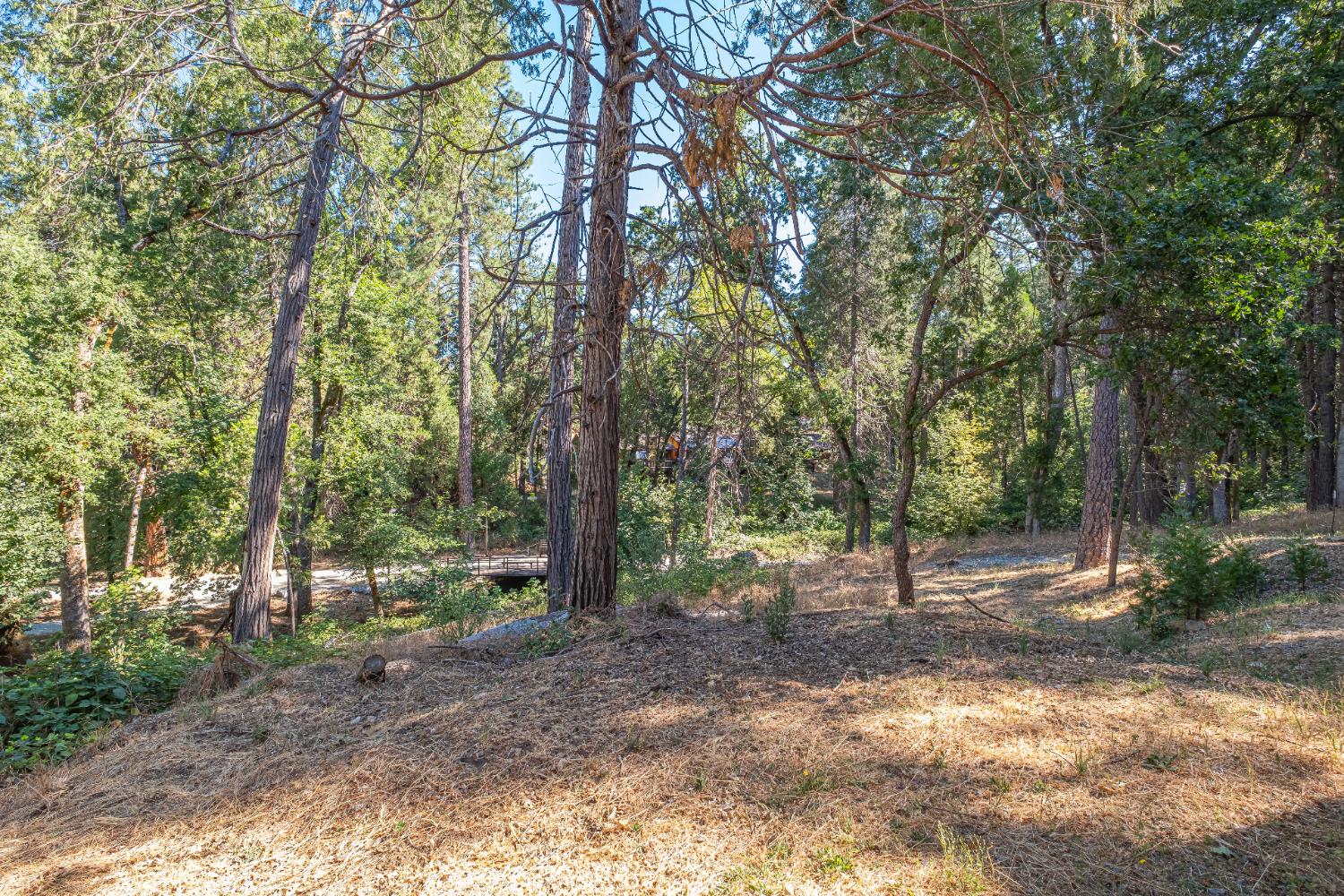 7701 Sly Park Road Placerville, CA 95667 - Photo 28 of 35 a view of a tree in the middle of a forest
