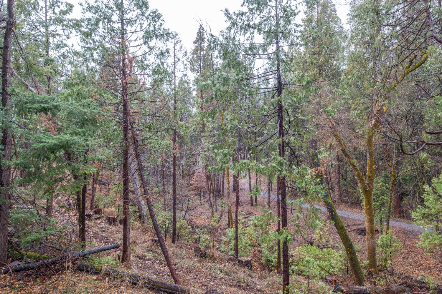 7701 Sly Park Road Placerville, CA 95667 - Photo 30 of 35 a view of forest