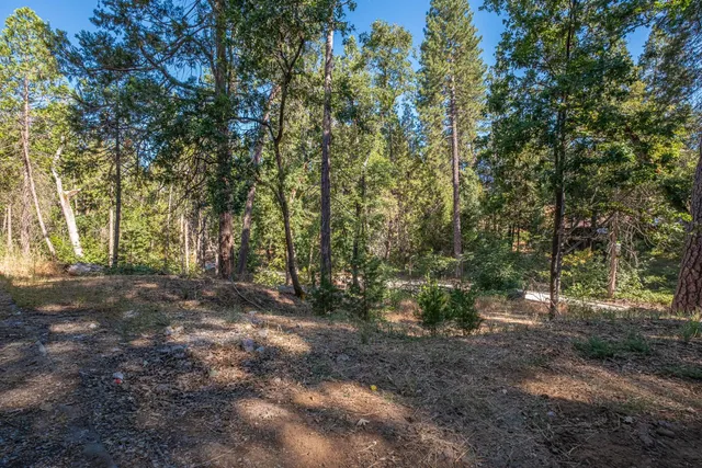 a view of a forest filled with trees