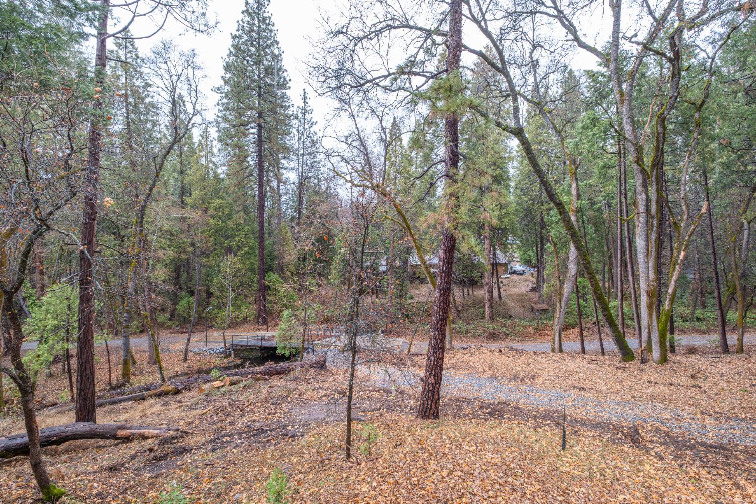 7701 Sly Park Road Placerville, CA 95667 - Photo 32 of 35 a view of a forest filled with trees