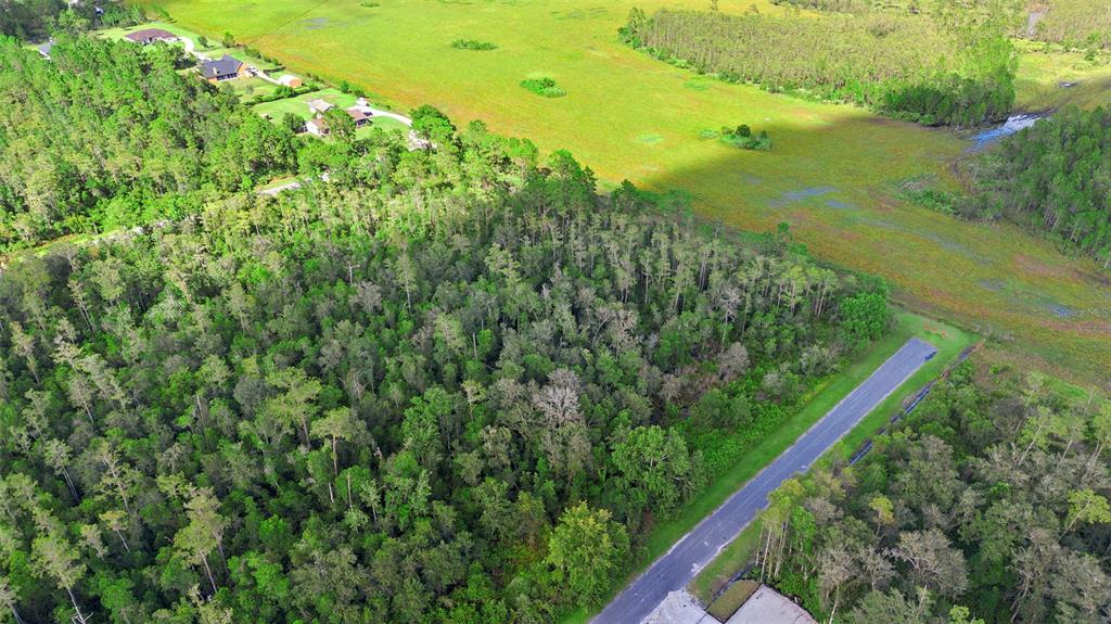 0 Racine Street Orlando, FL 32833 - Photo 15 of 16 a view of a garden with a plant