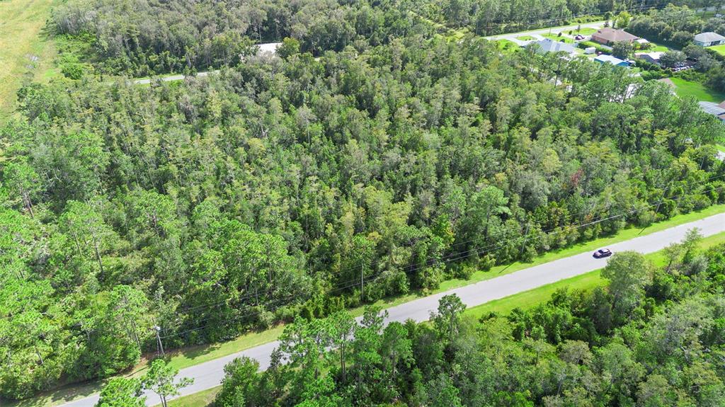 0 Racine Street Orlando, FL 32833 - Photo 9 of 16 a view of a lush green forest with a tree