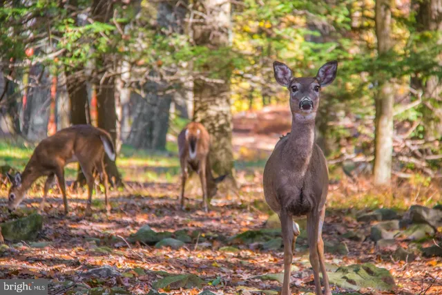 $749,900 | 28 Skye Drive, Lake Harmony, PA 18624