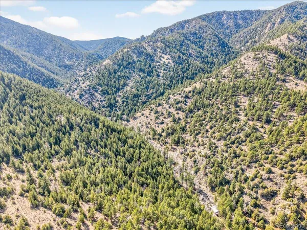 a close up of a plant