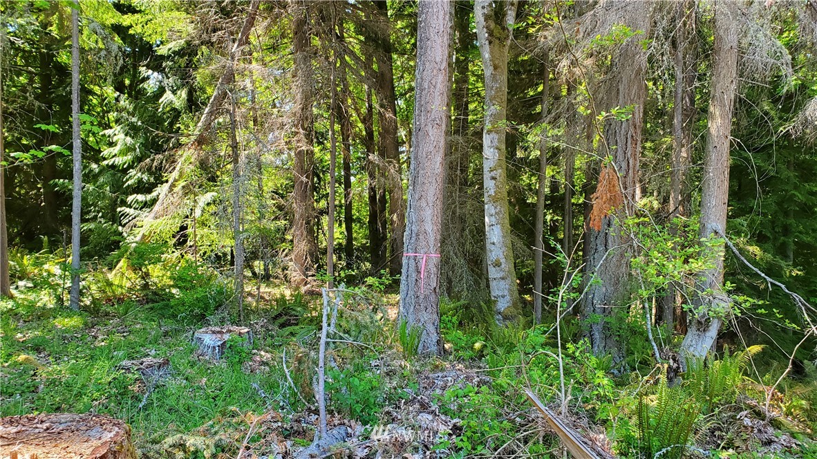 9999 East Ahlvers Road Port Angeles, WA 98362 - Photo 19 of 39 Gallery Image 19