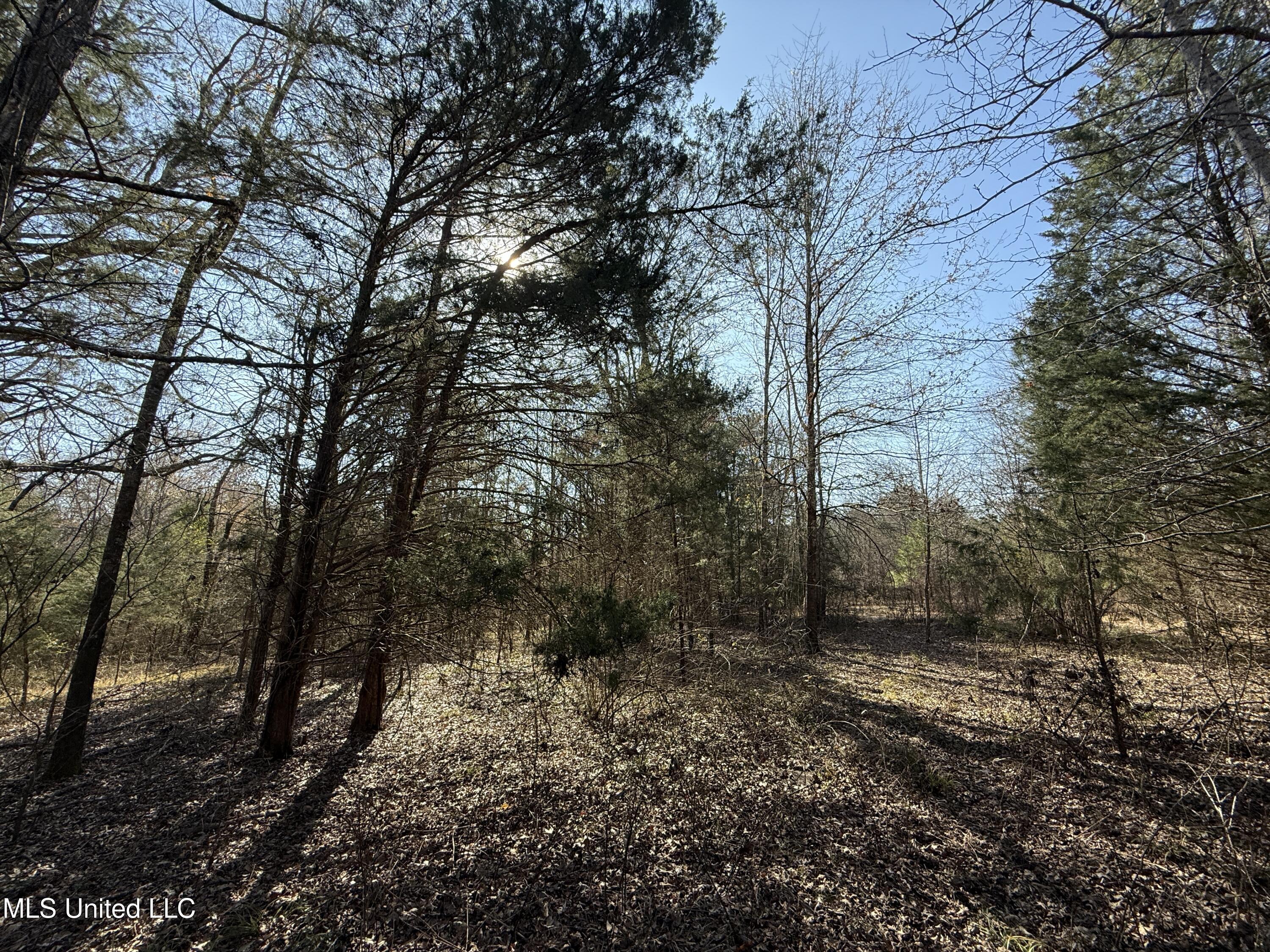Robinson Springs Road Flora, MS 39071 - Photo 6 of 22 IMG_1564