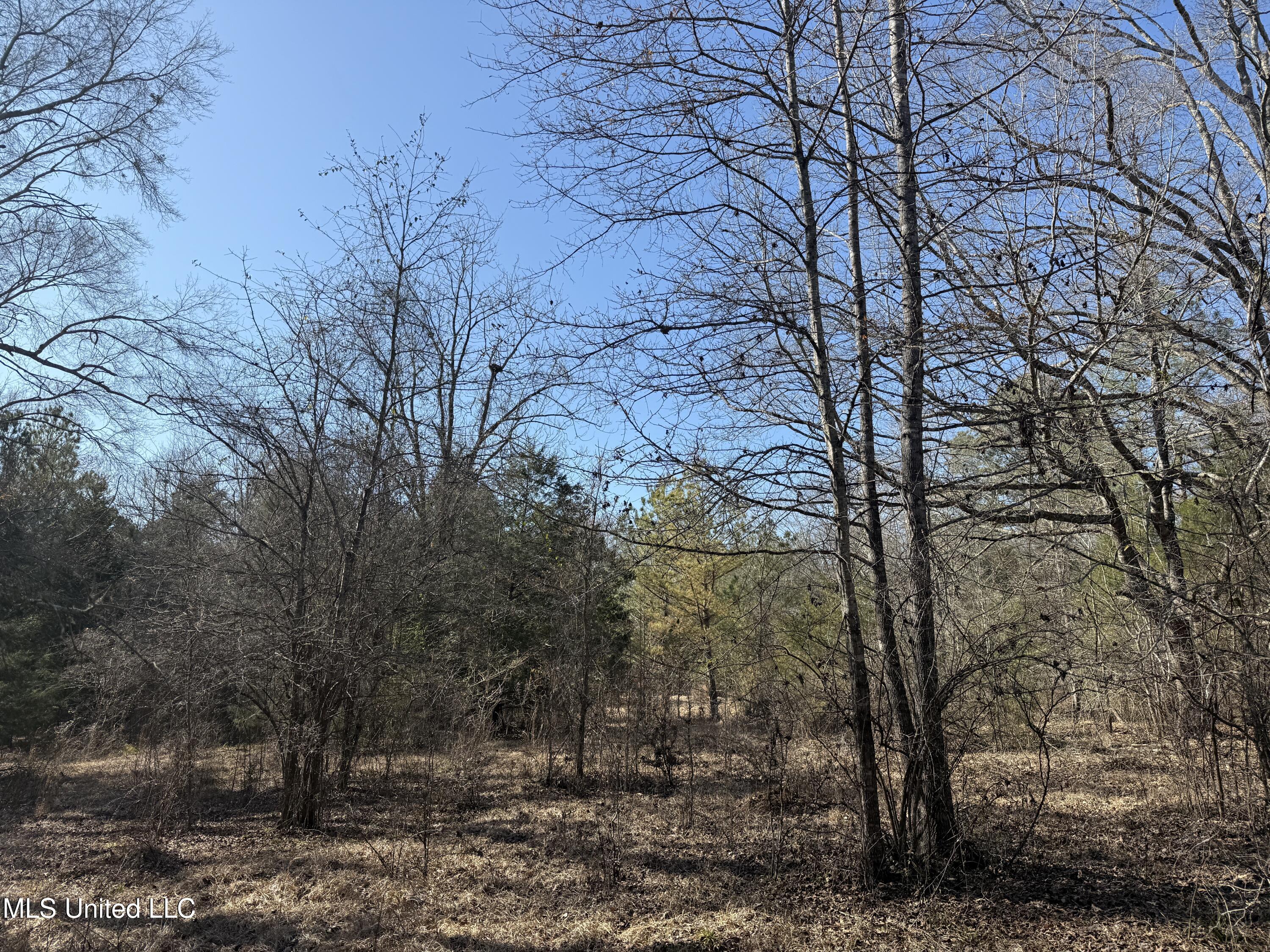 Robinson Springs Road Flora, MS 39071 - Photo 7 of 22 IMG_1565