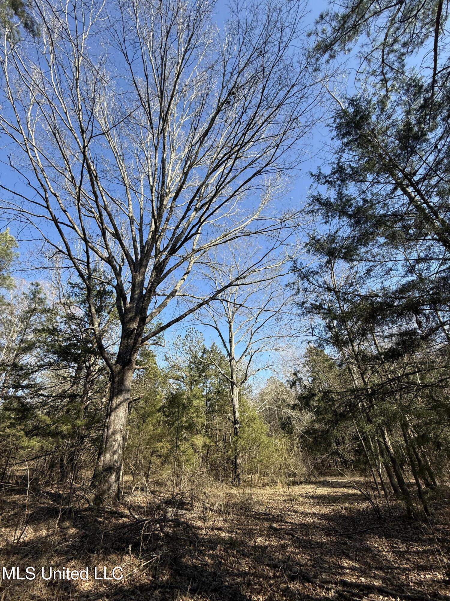 Robinson Springs Road Flora, MS 39071 - Photo 8 of 22 IMG_1566