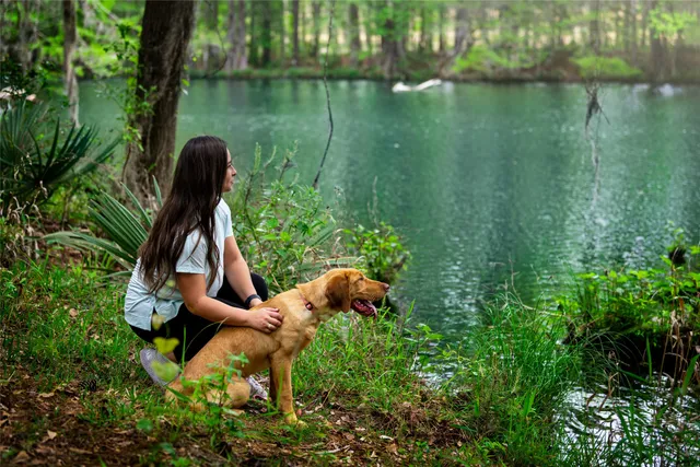 a view of the view of a tree