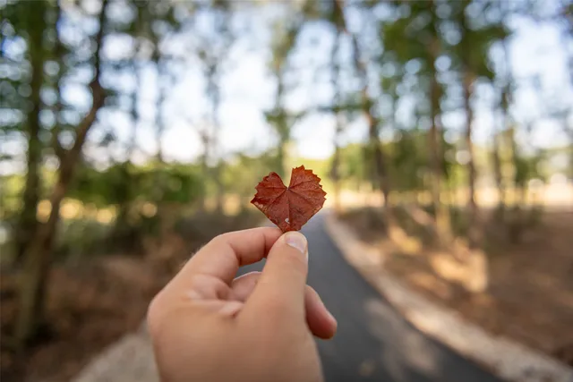 a view of a lake with a big yard and large trees