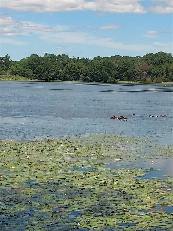 17 Lisa Drive Taunton, MA 02780 - Photo 20 of 21 a view of a lake view