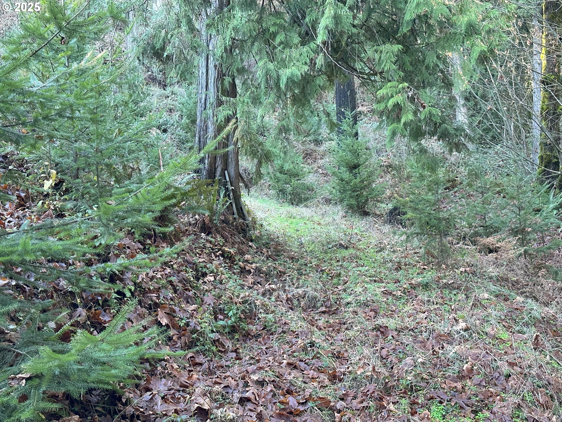21007 Southwest Kruger Road Sherwood, OR 97140 - Photo 12 of 18 a view of a large yard with lots of green space