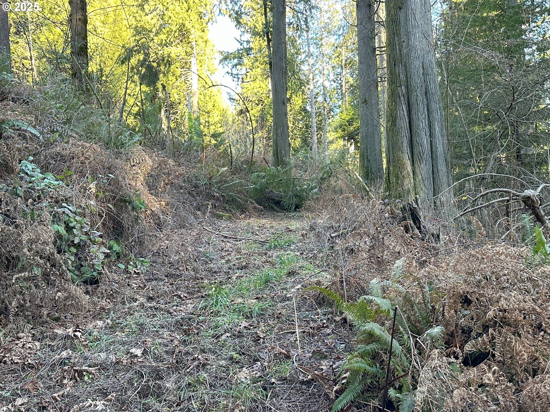 21007 Southwest Kruger Road Sherwood, OR 97140 - Photo 16 of 18 a view of a forest with trees in the background