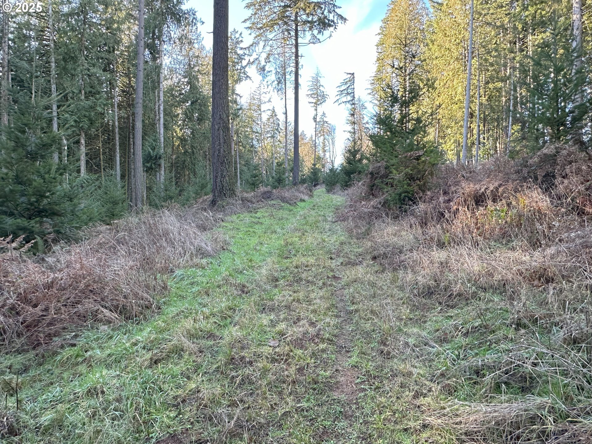 21007 Southwest Kruger Road Sherwood, OR 97140 - Photo 17 of 18 a view of a forest that has large trees