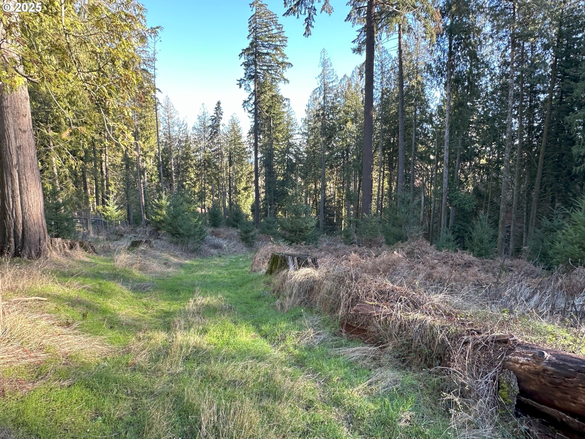 21007 Southwest Kruger Road Sherwood, OR 97140 - Photo 18 of 18 a view of a forest filled with trees